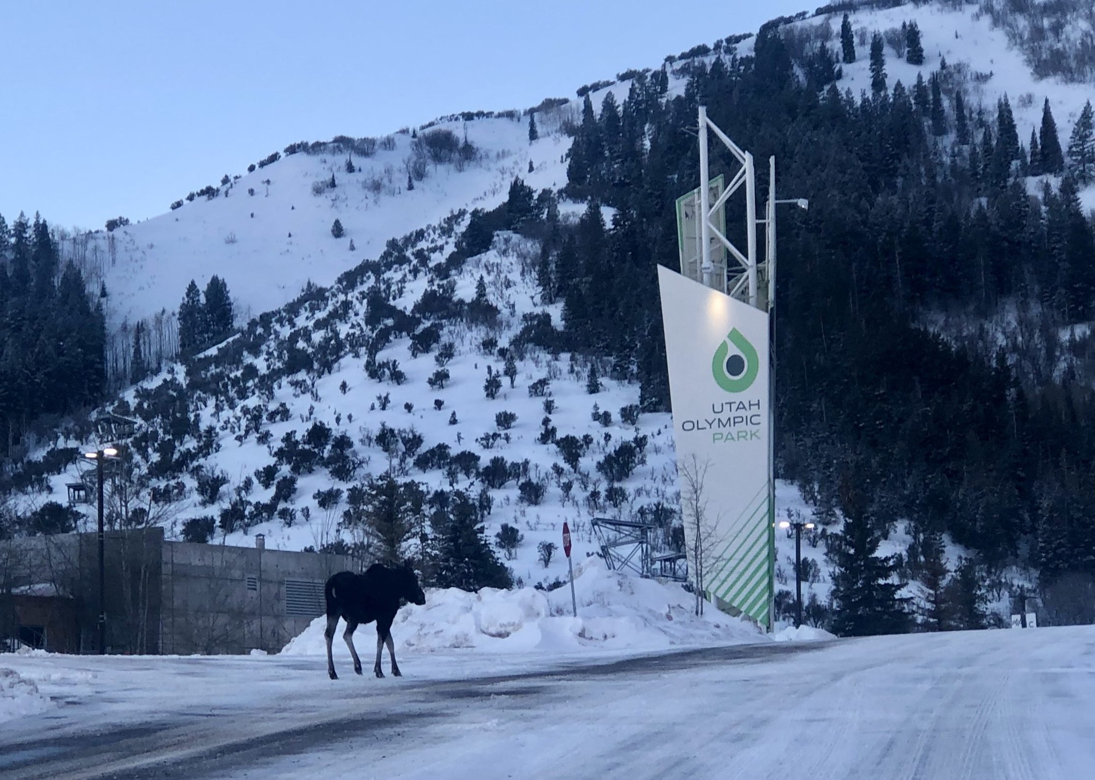 A moose spotted at Utah Olympic Park (UOP).