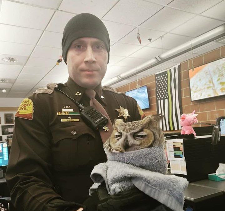 Corporal Cope rescued this great horned owl after being struck by a car.