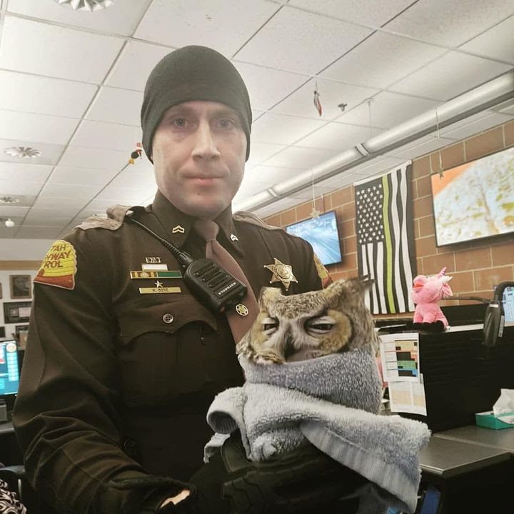 Corporal Cope rescued this great horned owl after being struck by a car.