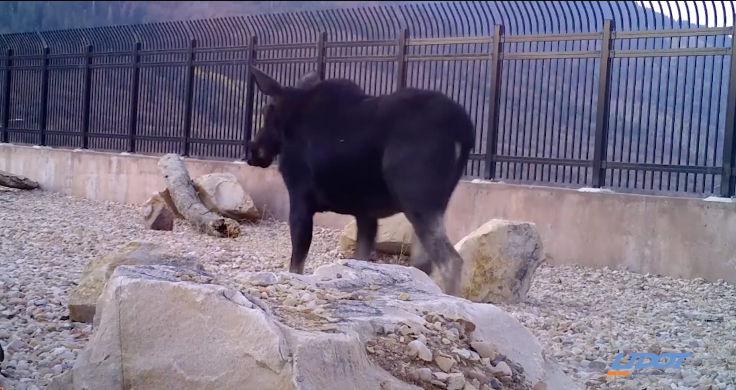 At least 10 moose used the wildlife bridge over I-80 at Parleys Summit in 2021.