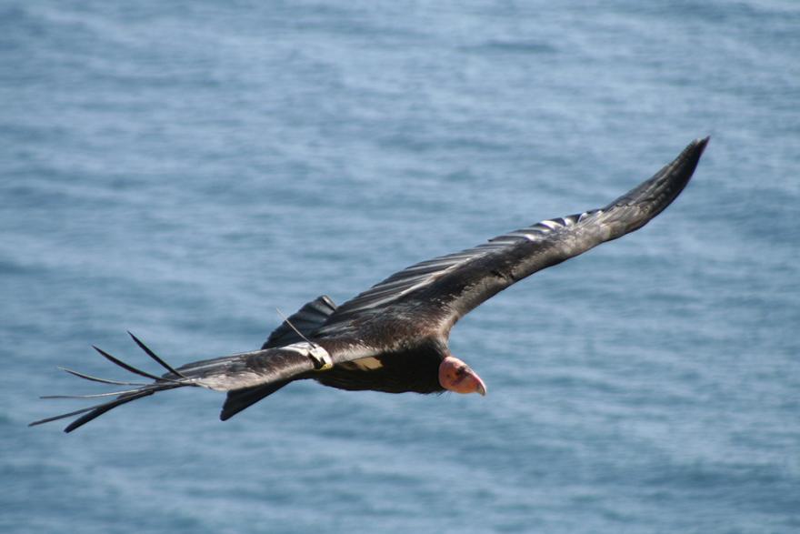 Stretching 10 feet from wingtip to wingtip, California condors (Gymnogyps californianus) are the largest land birds in North America, and once ranged from British Columbia to Baja California and inland to the Rocky Mountains.