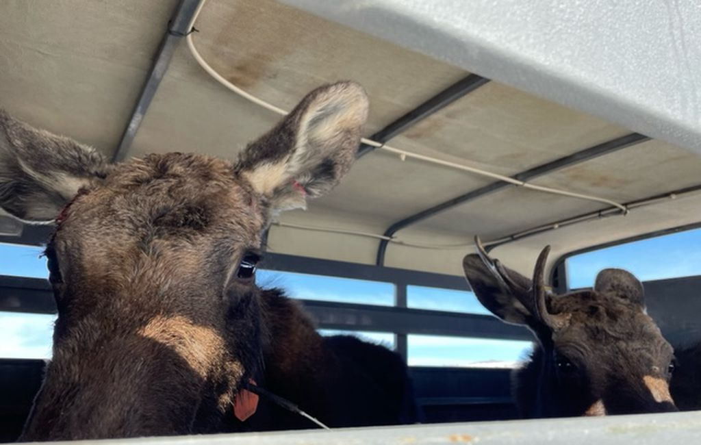 Two moose being relocated from I-80 on Jan. 11.