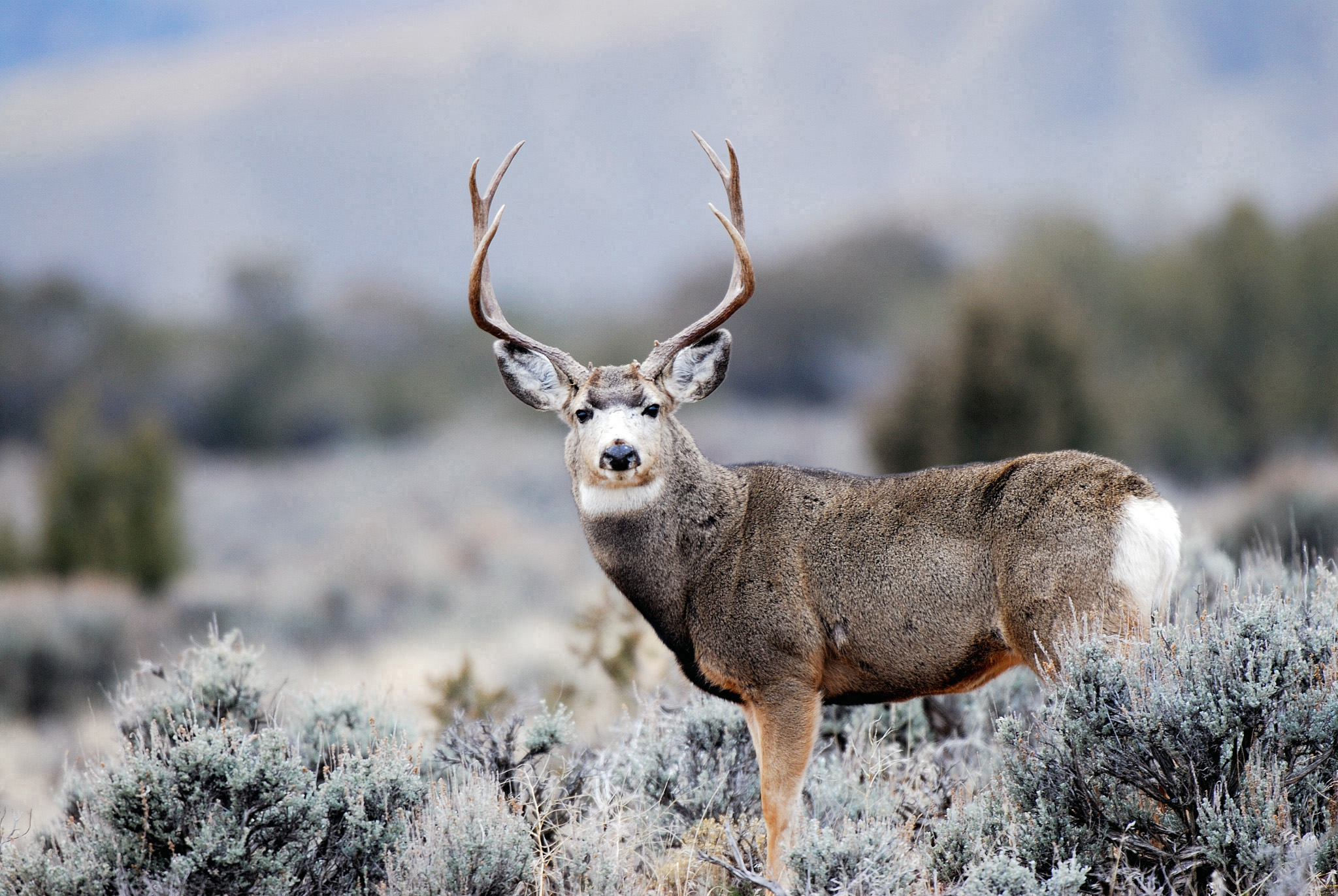 Deer have four-part stomachs, and each stomach chamber progressively breaks down woody, leafy and grassy foods into smaller particles. These stomach chambers contain microbes that are essential to digesting food. The type of microbes in a deer’s digestive system gradually change throughout the year and are very specific to the food that is available.