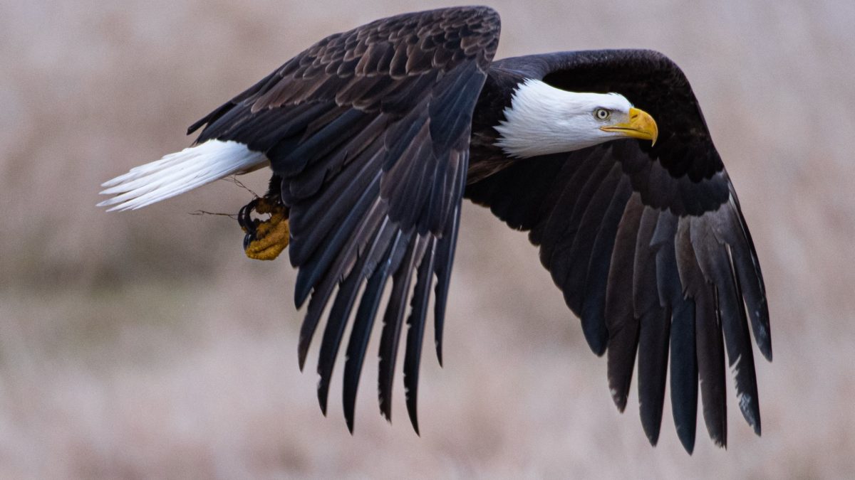 As the nation's designated bird, the bald eagle migrates to Utah in the winter in order to find food and avoid colder temperatures further north. Eventually, hundreds of bald eagles make their way to Utah.
