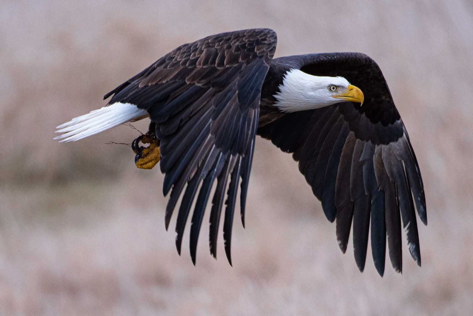 Soaring with the eagles, Utah's Division of Wildlife bald eagle guide
