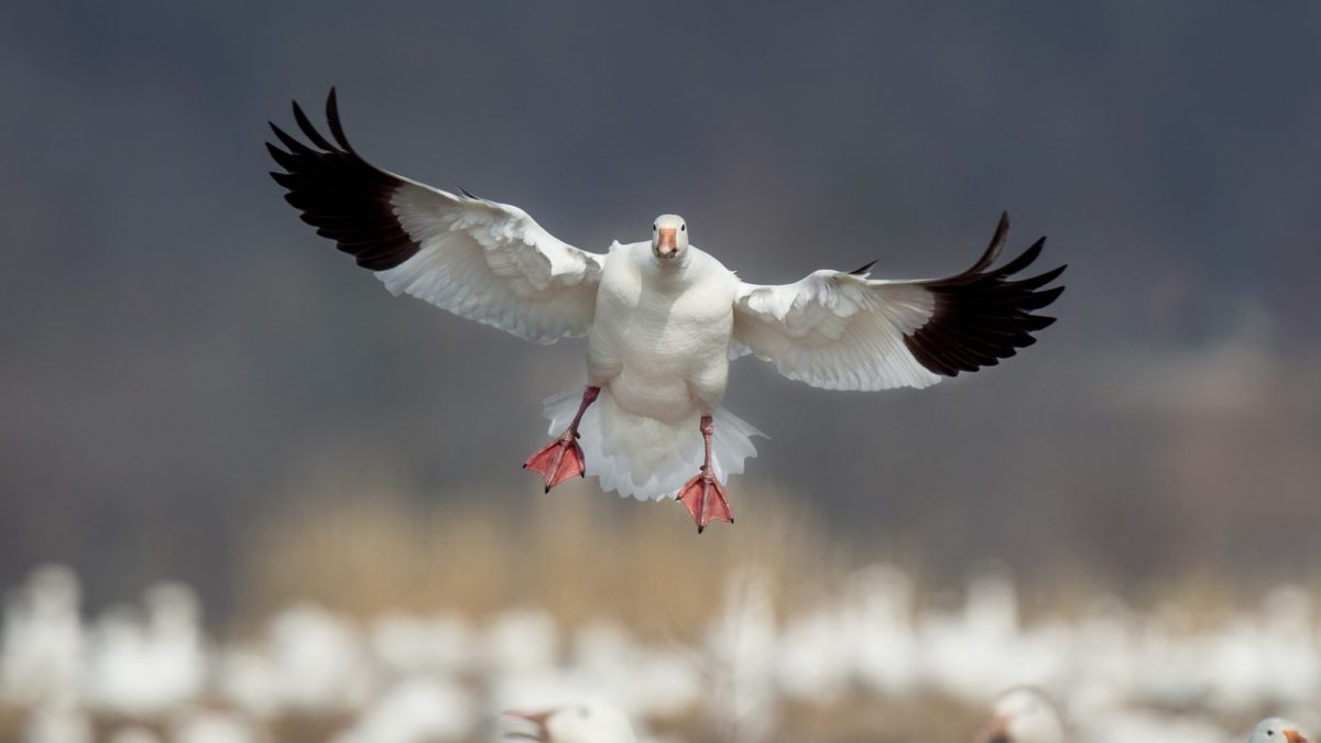 the Delta Chamber of Commerce will host the annual Delta Snow Goose Festival, a spectacle that features thousands of geese taking flight from the Gunnison Bend Reservoir.
