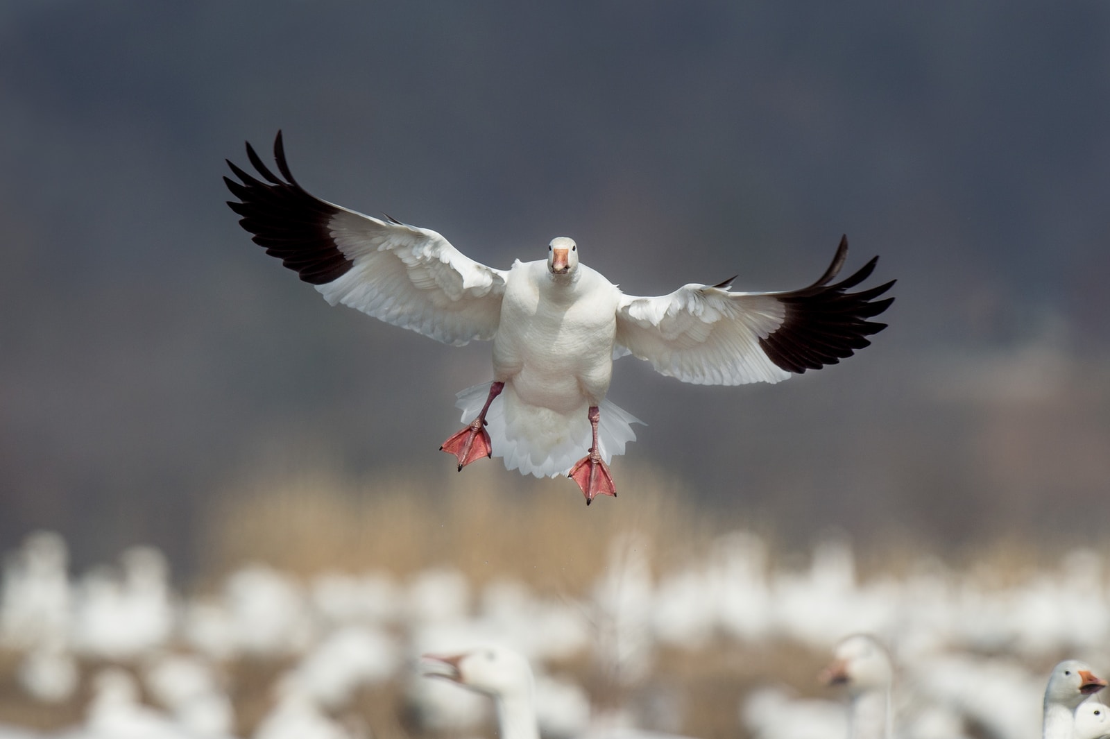 the Delta Chamber of Commerce will host the annual Delta Snow Goose Festival, a spectacle that features thousands of geese taking flight from the Gunnison Bend Reservoir.