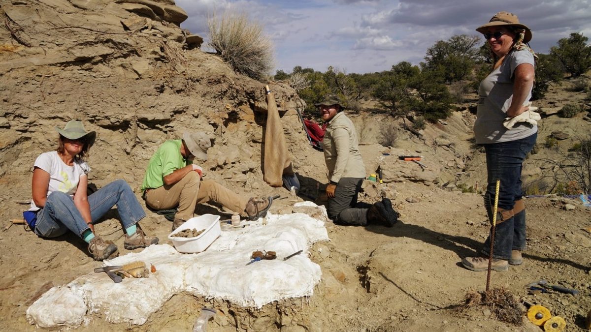 Volunteers from the Natural History Museum of Utah work at the T2 Tyrannosaur excavation site, located in the Kaiparowits Formation of Grand Staircase-Escalante National Monument. The site was discovered by Grand Staircase-Escalante National Monument paleontology program volunteer Taylor Barnette in November 2018.