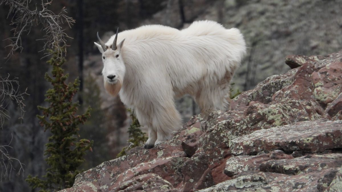 The Utah Division of Wildlife Resources (DWR) will be holding two free mountain goat viewing events in the coming weeks through the end of March and into early April.