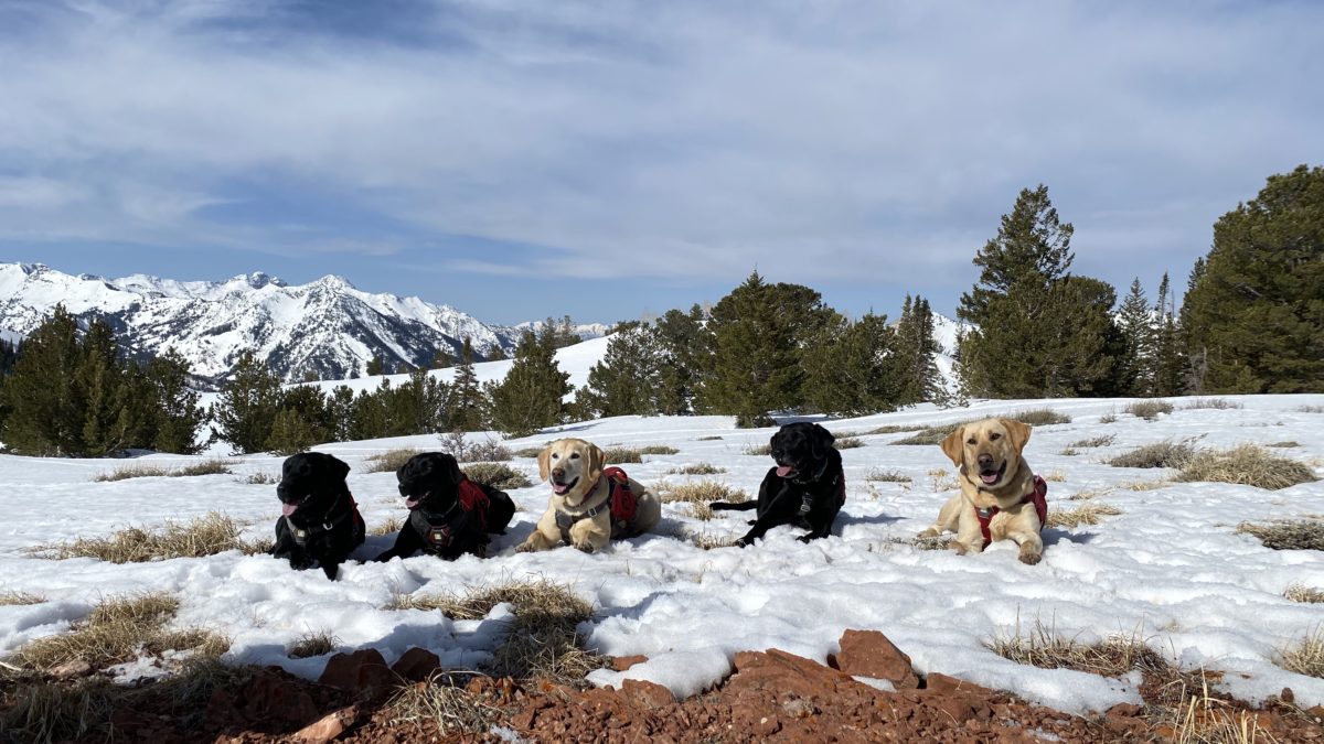 Ski patrollers and their dogs are professionally trained through the Wasatch Backcountry Rescue nonprofit.
