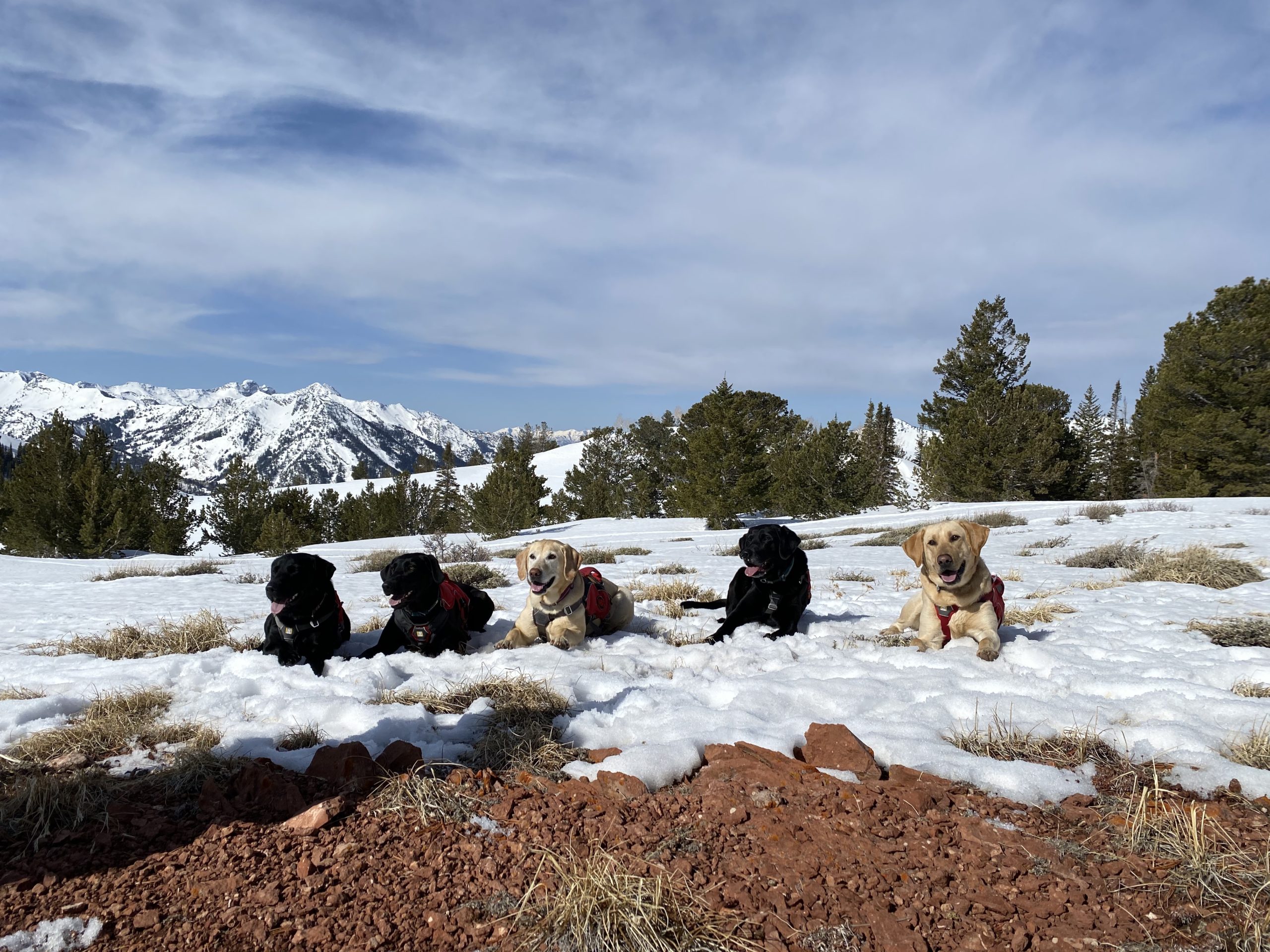 Ski patrollers and their dogs are professionally trained through the Wasatch Backcountry Rescue nonprofit.