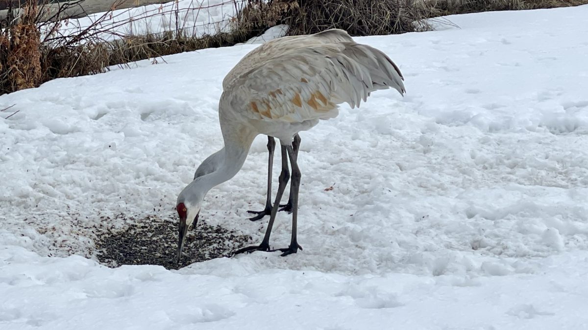 Sandhill cranes returned to Swaner Preserve this week, a sign of spring.