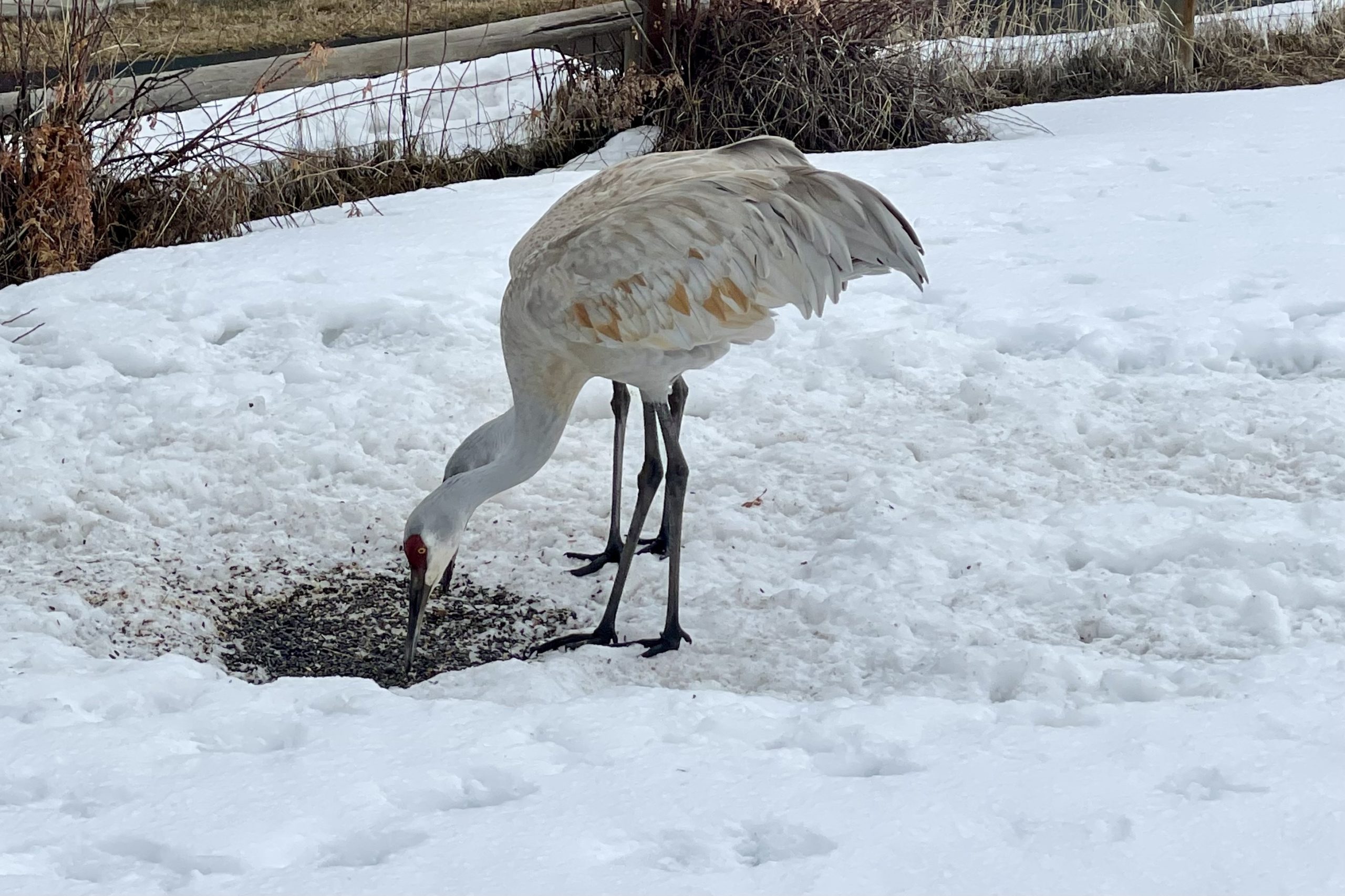 Sandhill cranes returned to Swaner Preserve this week, a sign of spring.