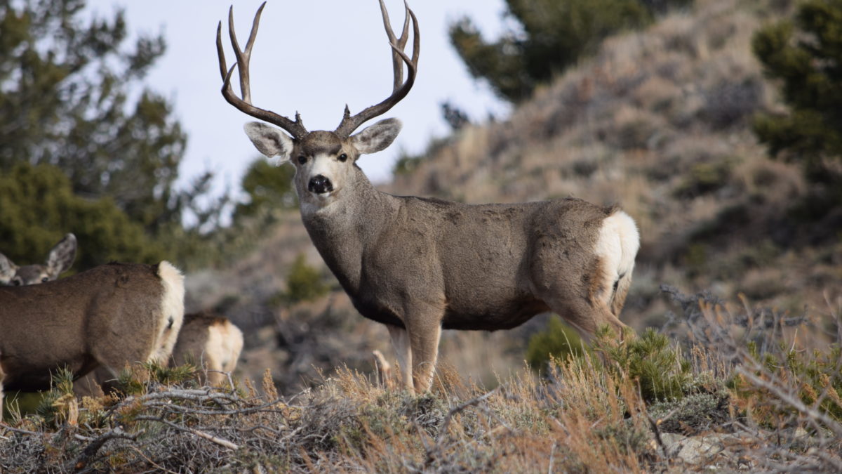 The DWR manages deer, elk and other wildlife in accordance with approved management plans in order to help maintain healthy wildlife populations across the state.