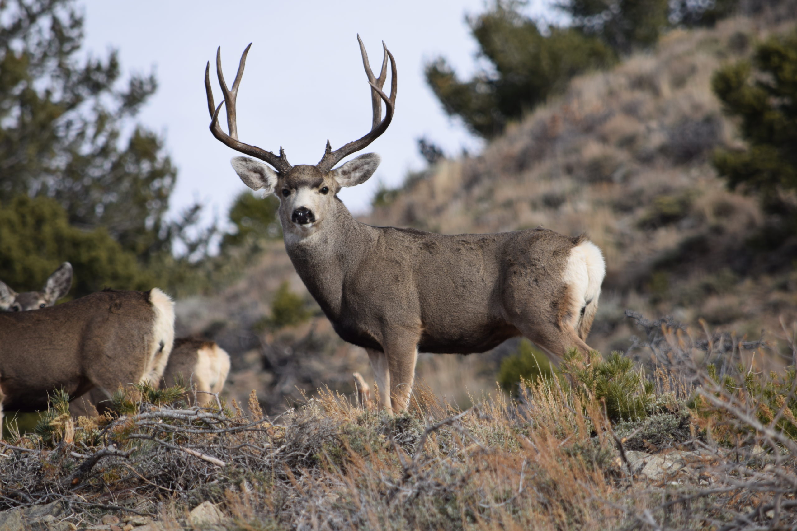 The DWR manages deer, elk and other wildlife in accordance with approved management plans in order to help maintain healthy wildlife populations across the state.