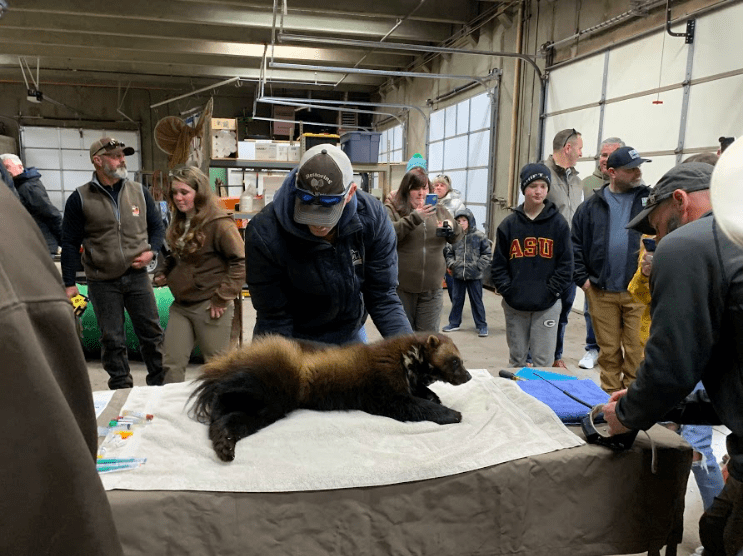 After killing and wounding approximately 18 sheep in Rich County, a rare wolverine was captured and released back into the wild near the Uinta Mountains, but this time with a GPS collar around its neck.