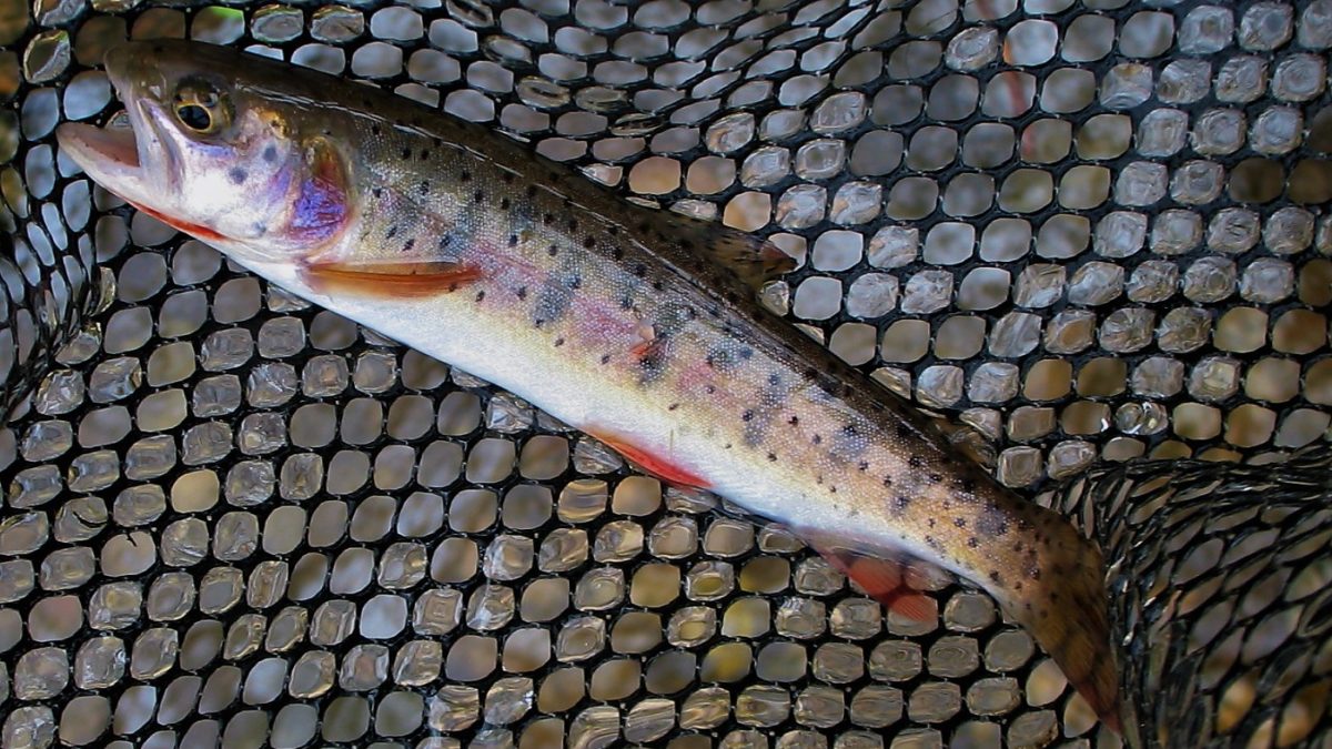 The Utah Cutthroat Slam is a fishing challenge that requires participants to catch Utah’s four native cutthroat trout subspecies in their native ranges.