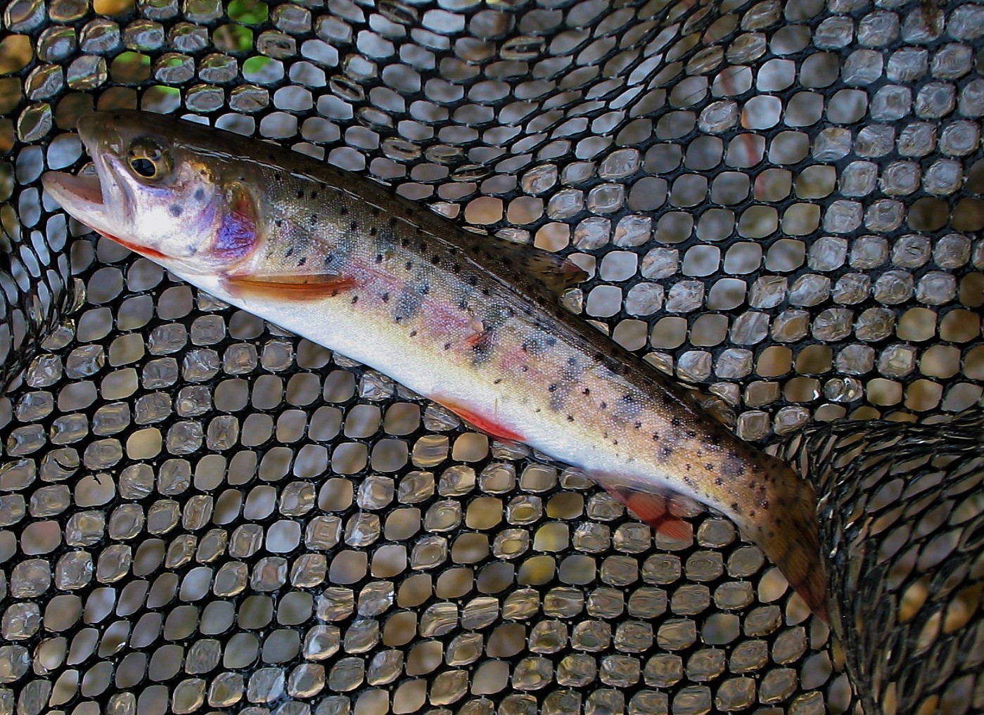 The Utah Cutthroat Slam is a fishing challenge that requires participants to catch Utah’s four native cutthroat trout subspecies in their native ranges.