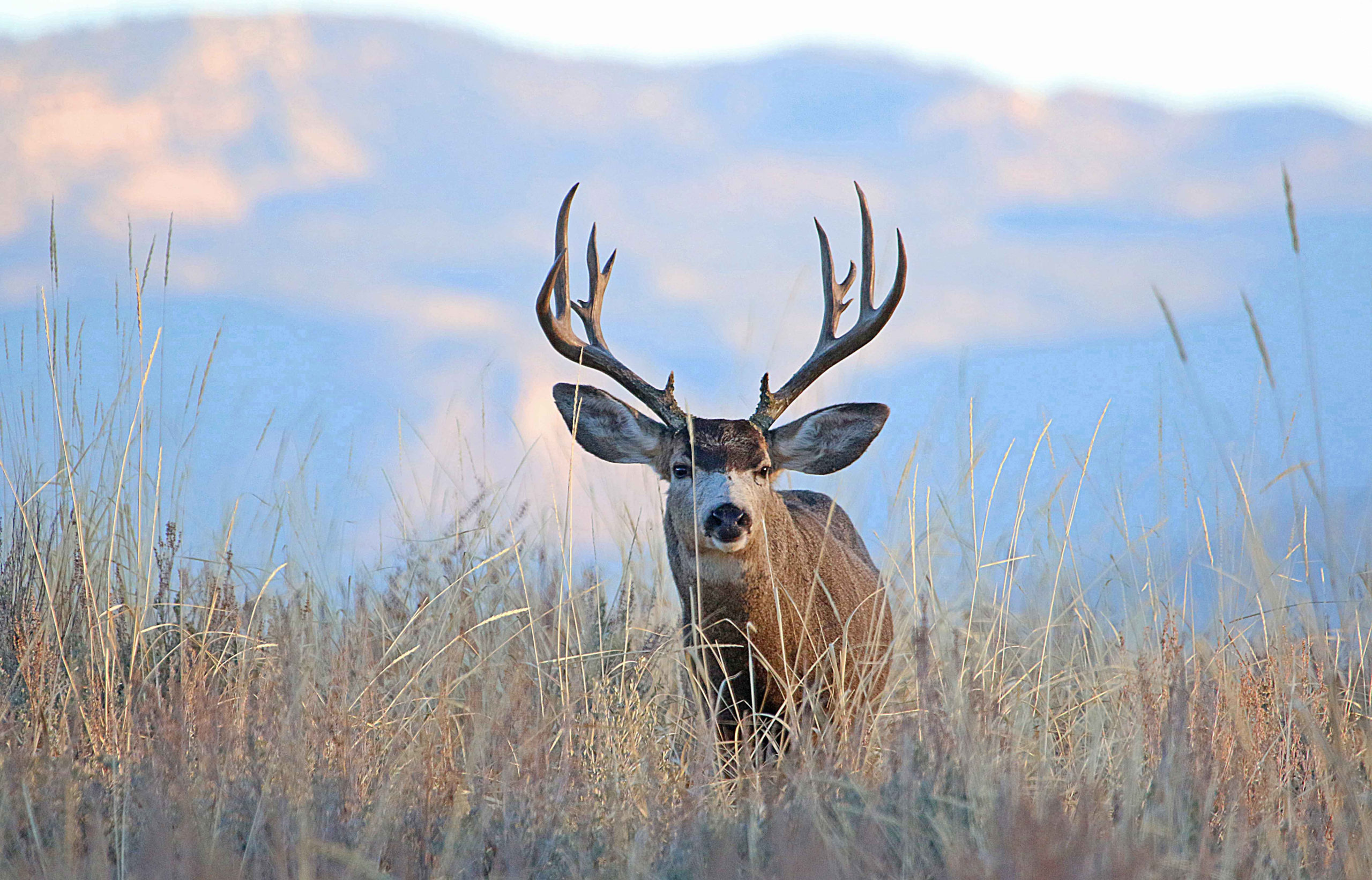 DWR biologists are recommending a slight increase in the number of general season buck deer permits available for hunts in Utah this fall.