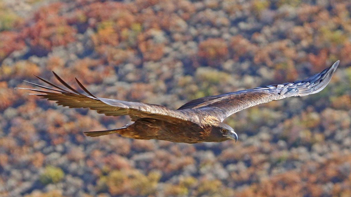 Golden eagles can be found across western North America, from Alaska to northern Mexico.