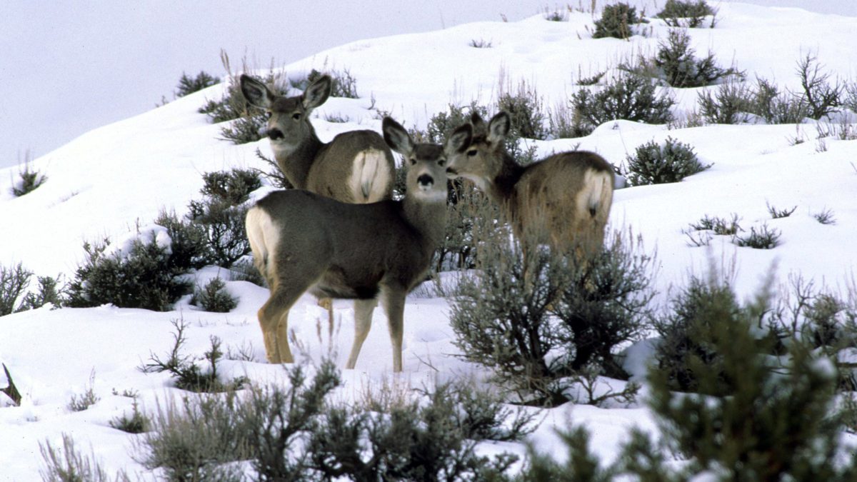 After conducting winter health assessments, the Utah Division of Wildlife Resources confirmed the first case of COVID-19 in a Utah mule deer.