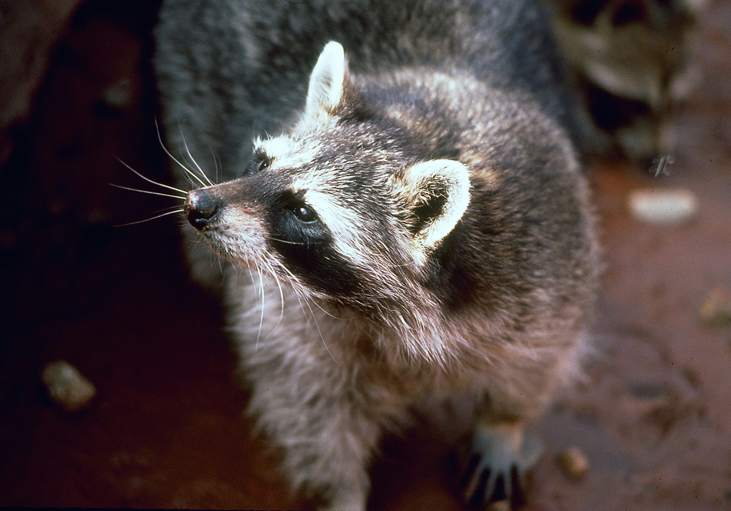 On March 2, DWR conservation officers received a tip that a family was keeping four pet raccoons in their home in Roosevelt. Upon further investigation, the officers discovered the animals had been brought into Utah illegally from another state when the individuals moved to Utah.