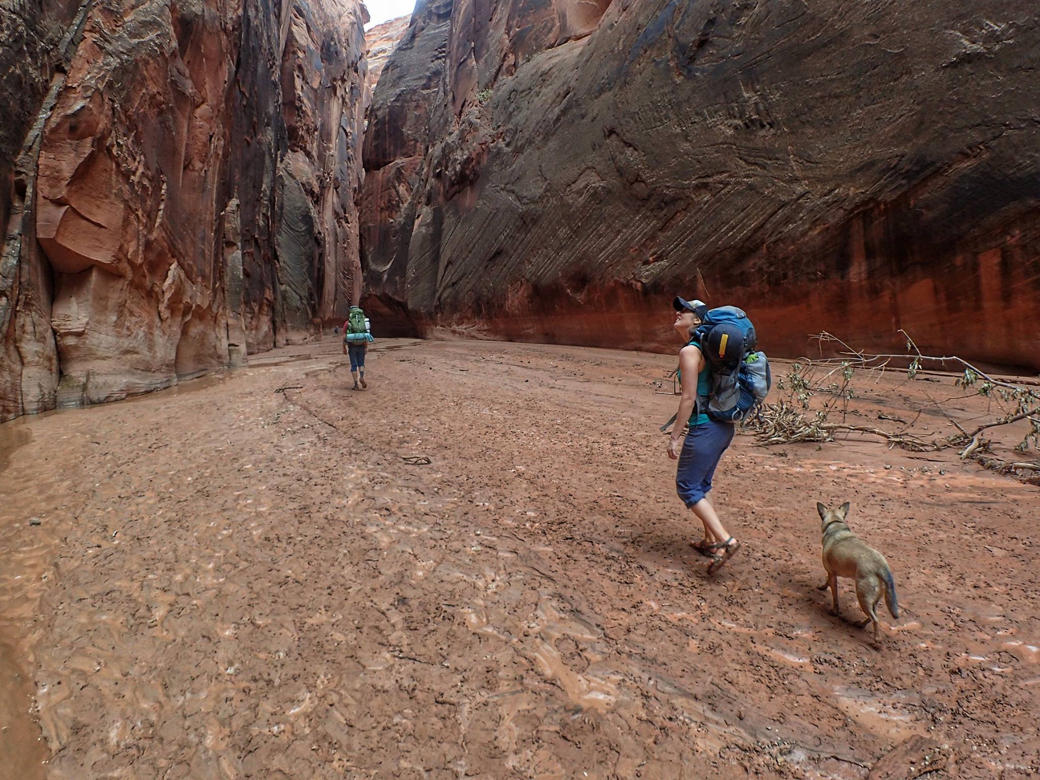 With temperatures on the rise and summer around the corner, many Utahns are starting to head outdoors. With that being said, if individuals are planning to take their dogs on any hikes or camping trips this spring and summer, it’s important to not allow pets to harass any wildlife.