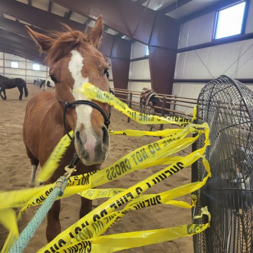 Summit County Sheriff horse training