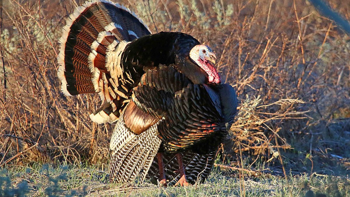 What to know about the spring turkey hunts TownLift, Park City News