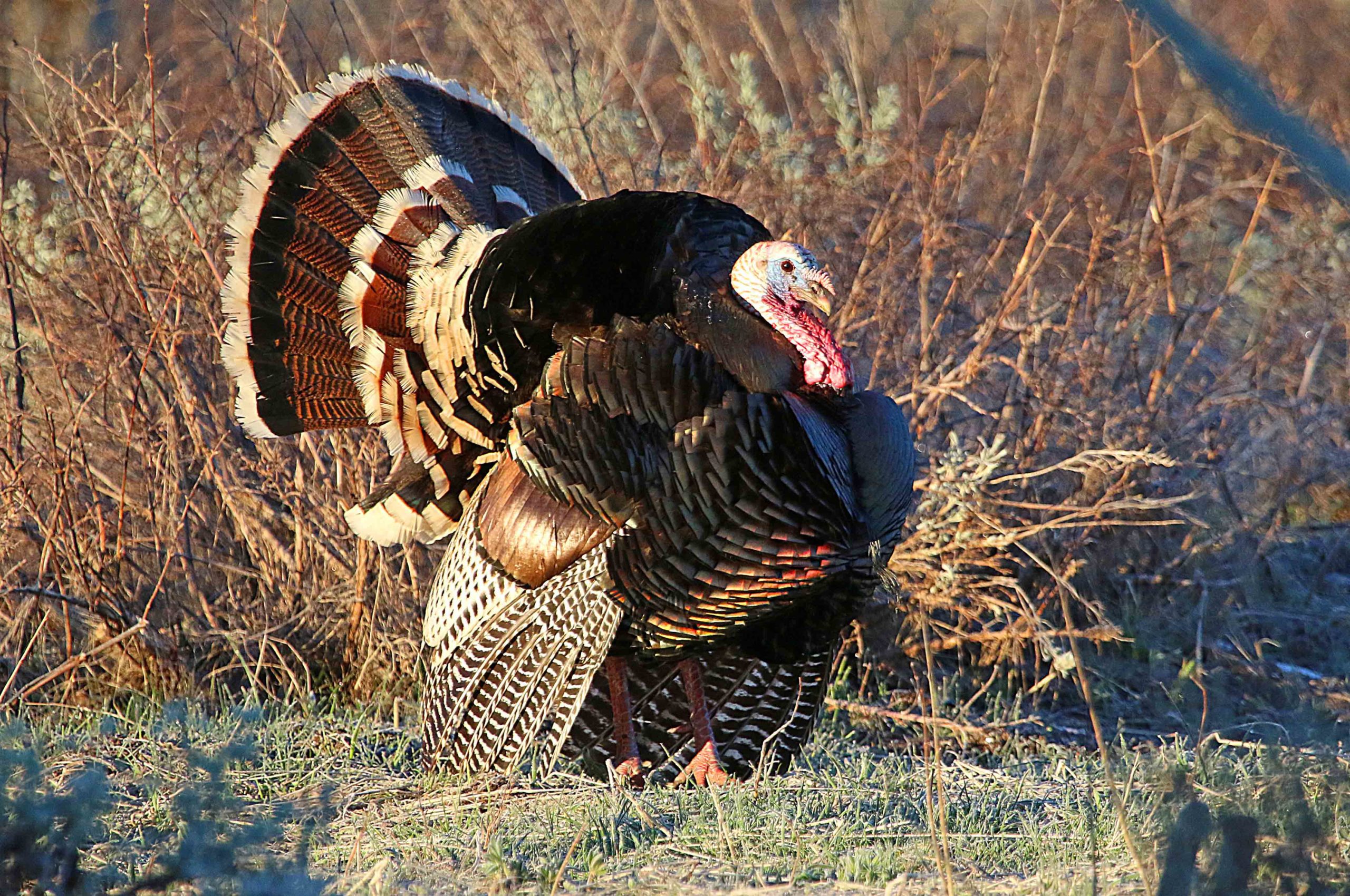 Utah’s spring general-season turkey hunts are about to begin, and for those interested in harvesting their own delicious bird, it’s not too late to buy a permit and research an area to hunt.