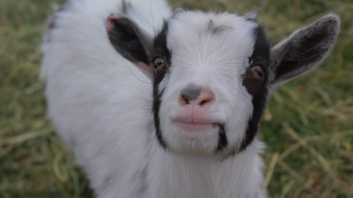 A baby goat.