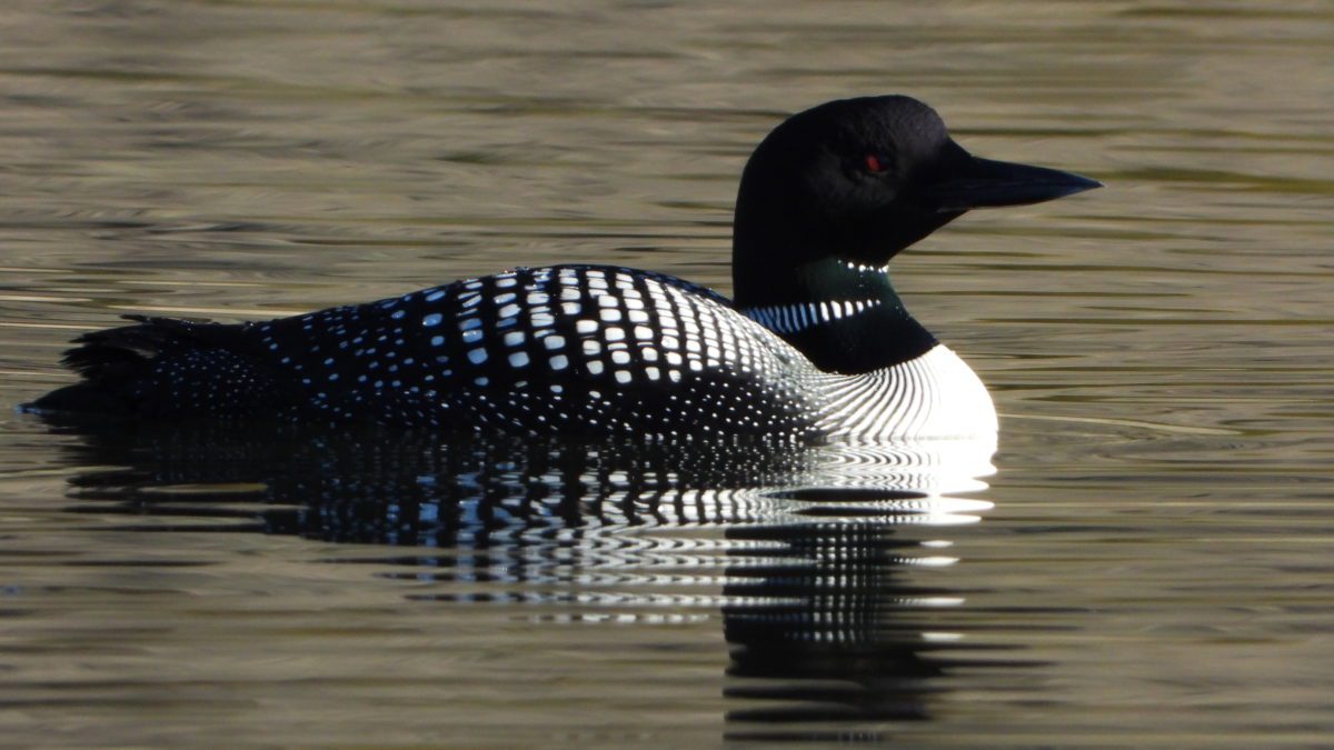 Known for its chilling bird call, the common loon migrates through Utah in the spring on its way north to summer breeding grounds.