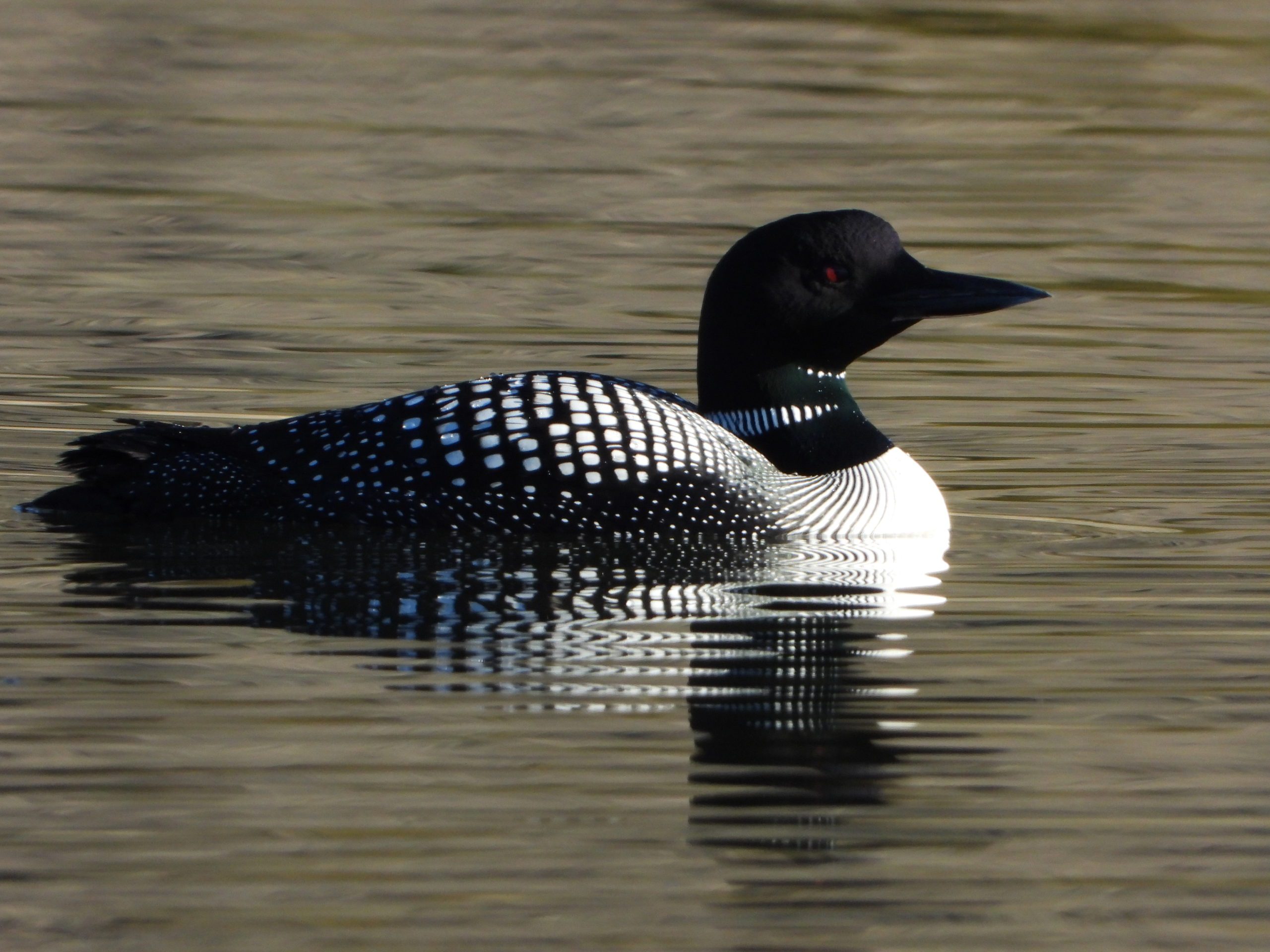 Sounds of an asylum, where to view the common loon in Utah as it migrates north