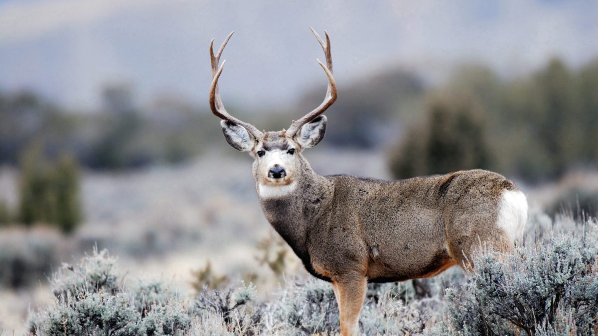 DWR biologists are recommending a slight increase in the number of general season buck deer permits available for hunts in Utah this fall.