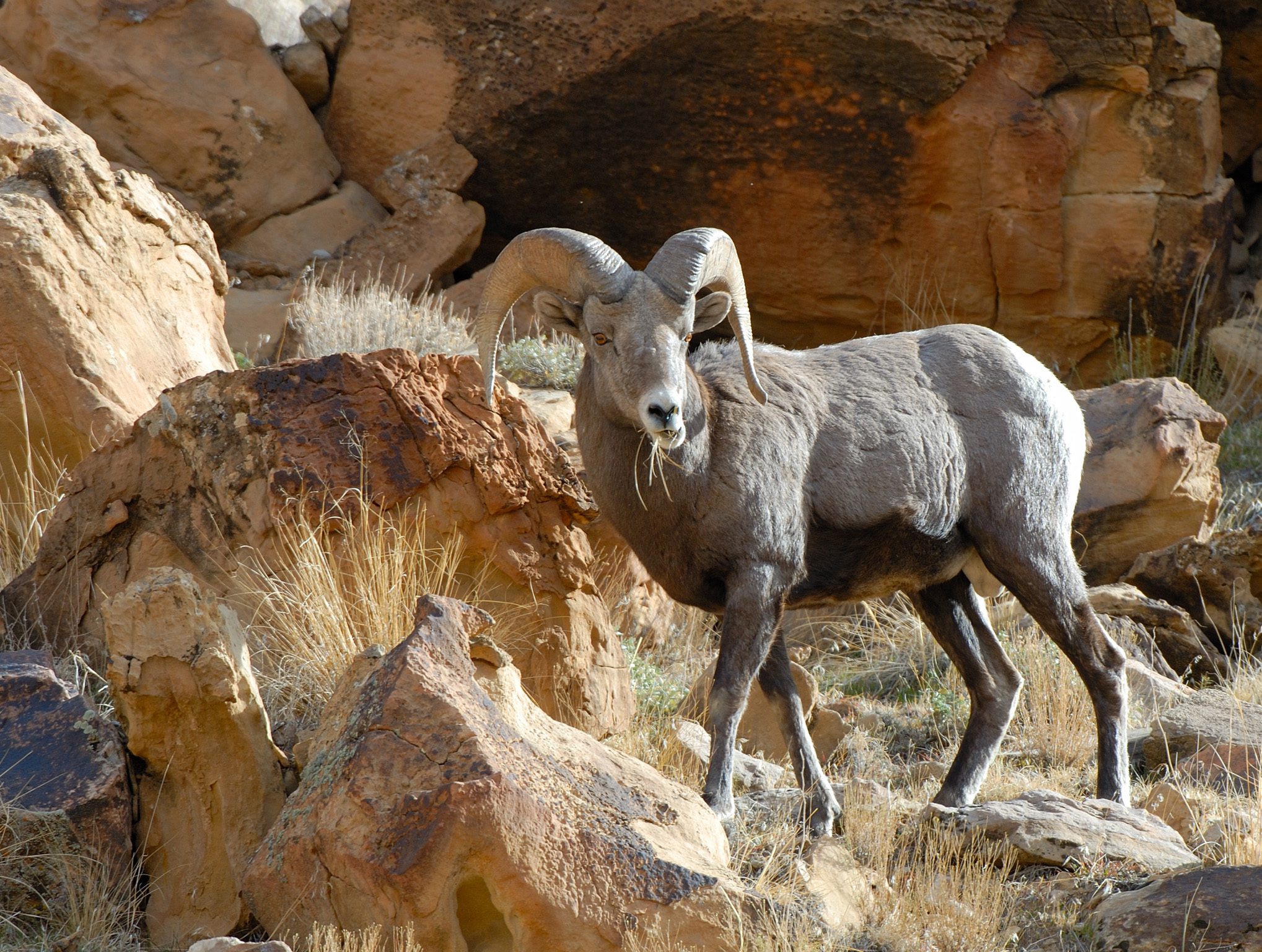 After a record $4.2 million was committed to restoration projects by participating conservation groups, dozens of large wildlife research, conservation and habitat tasks will now be carried out.