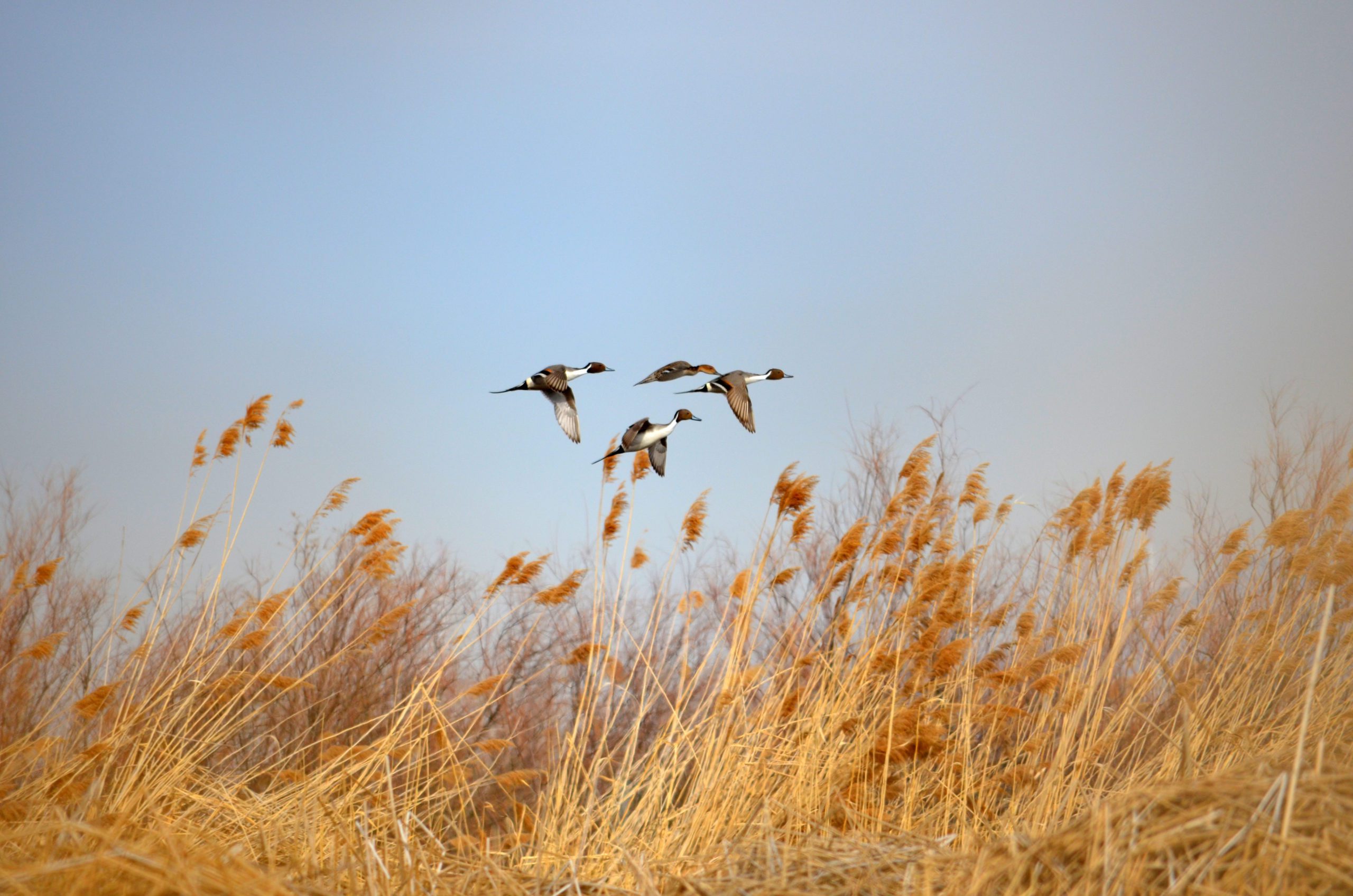 The state of Utah is home to many wildlife species and some of the most spectacular landscapes found on earth. In honor of Earth Day, it's a great time to reflect on the ways we can help restore and preserve nature, including wildlife.