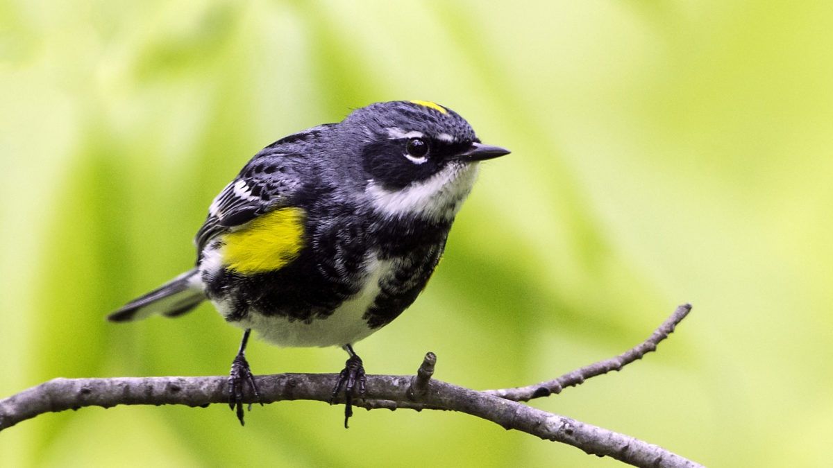 Yellow-rumped warblers are among the birds you might see at the Great Salt Lake Bird Festival.