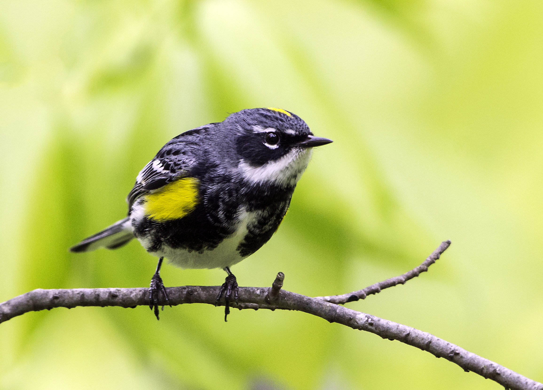 Yellow-rumped warblers are among the birds you might see at the Great Salt Lake Bird Festival.