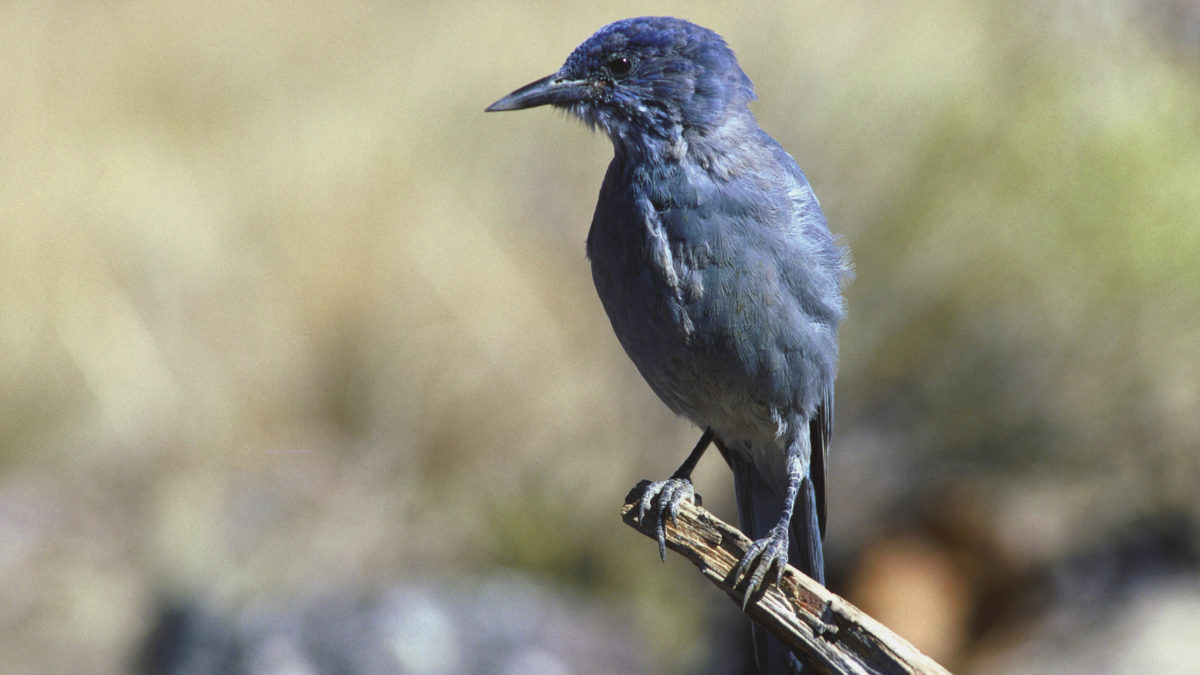 A Pinyon Jay perched on a branch in the Deshutes National Forest in Oregon.