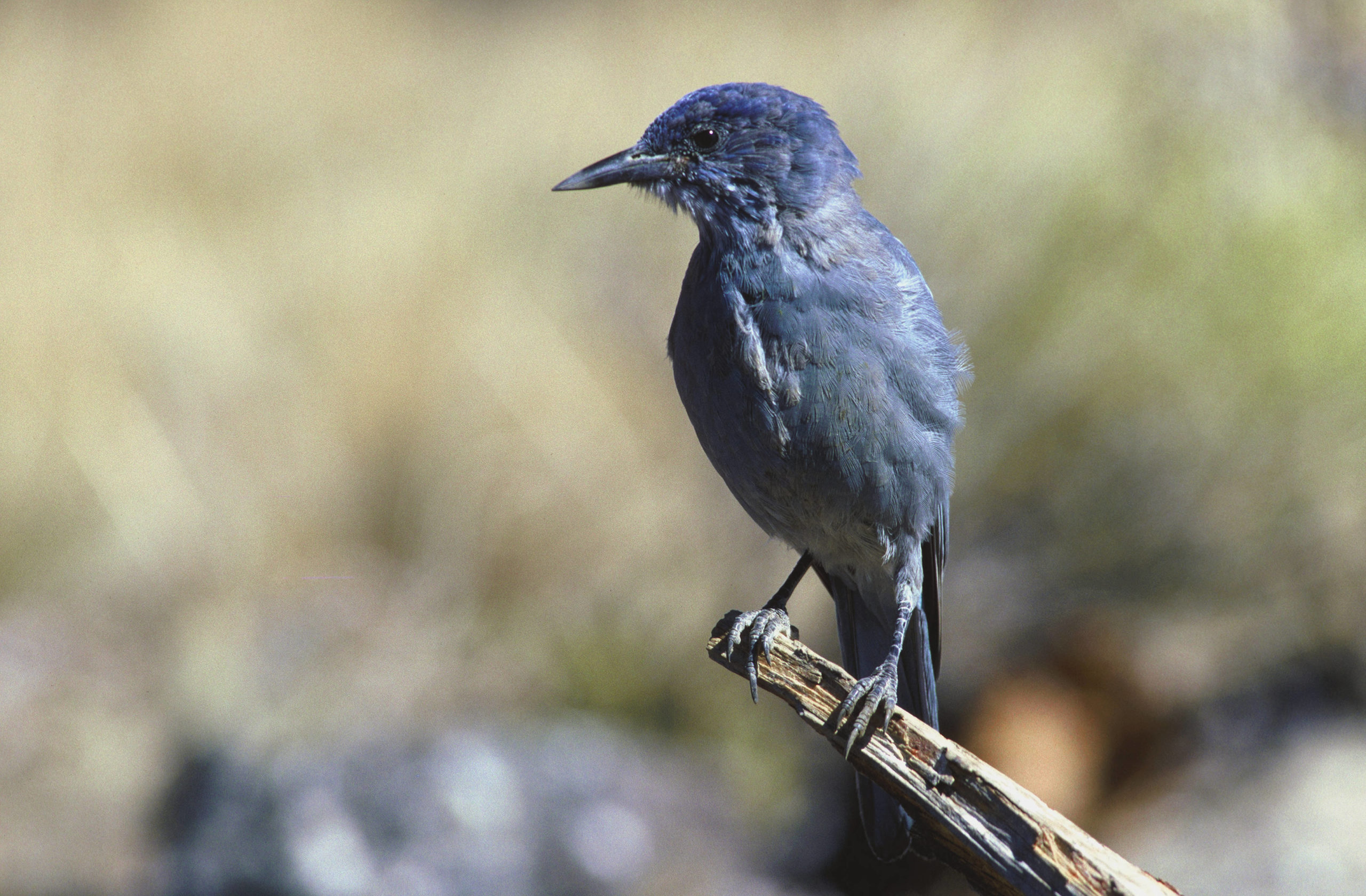 A Pinyon Jay perched on a branch in the Deshutes National Forest in Oregon.