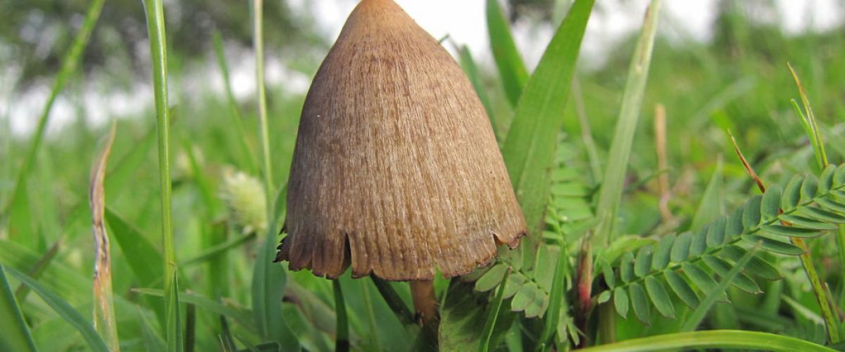 Psilocybin — The therapeutic use of so-called magic mushrooms and other psychedelic drugs is making inroads in several U.S. states, including some with conservative leaders, as new research points to their therapeutic value and military veterans who have used them to treat post-traumatic stress disorder become advocates.