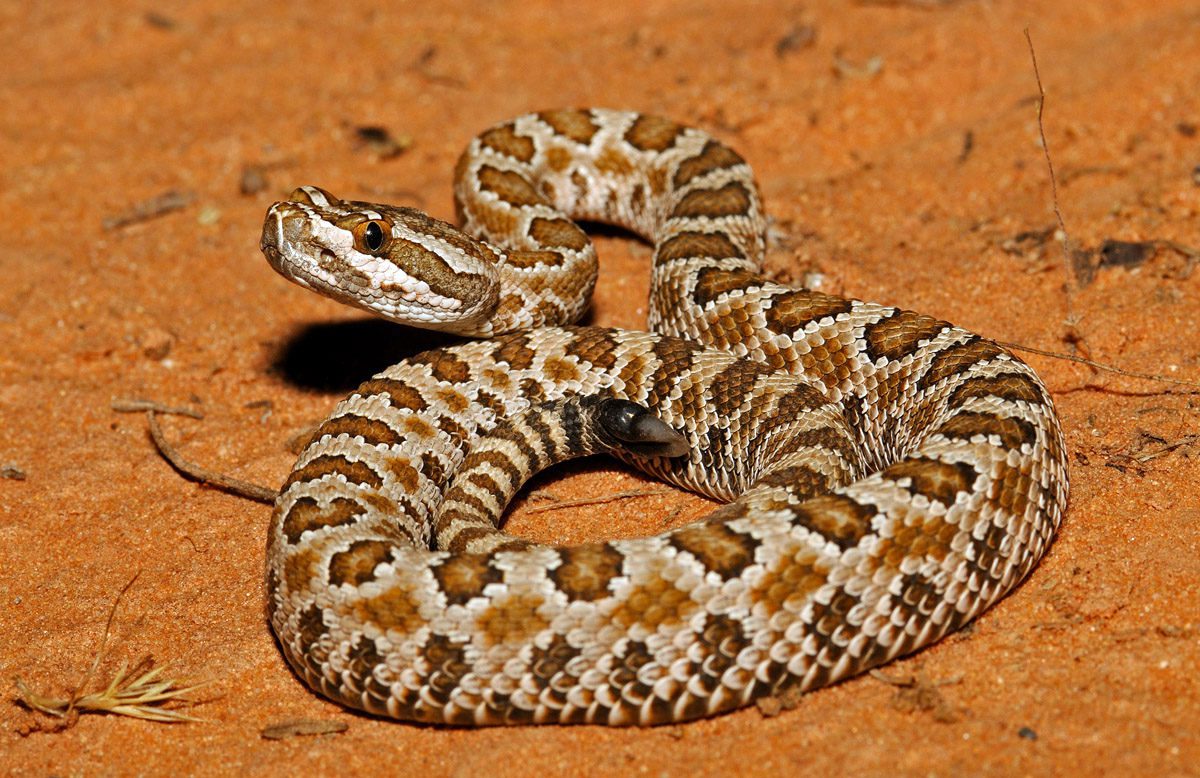 The Utah Division of Wildlife Resources has provided some information and tips on how to properly deal with these reptiles.