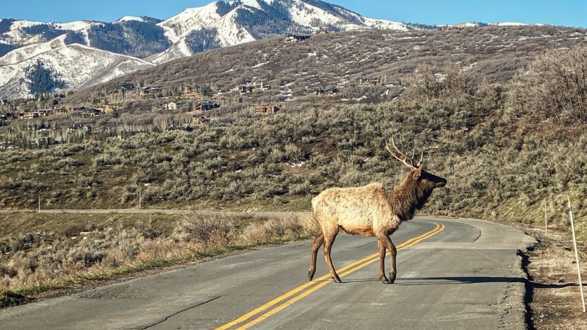 An elk on Bitner Ranch Rd. Wednesday morning.