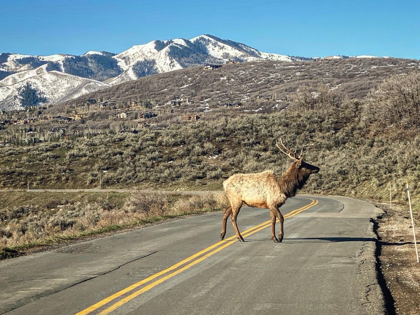 An elk on Bitner Ranch Rd. Wednesday morning.