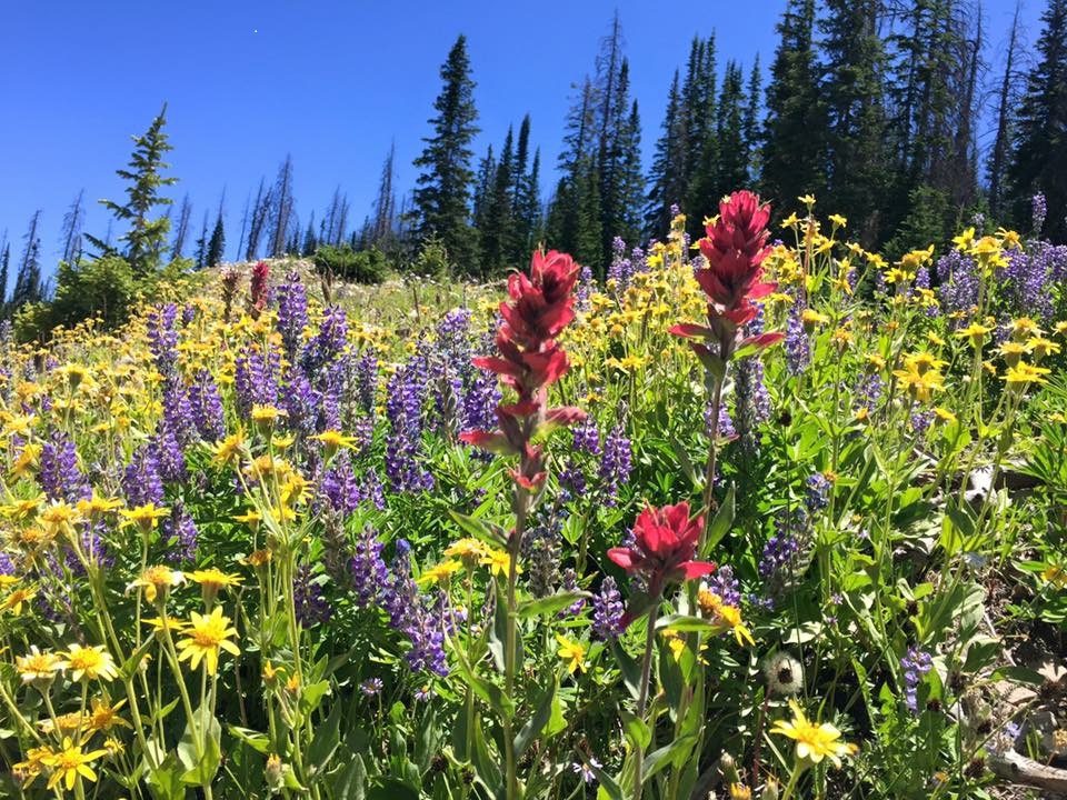 Wildflowers Galore!