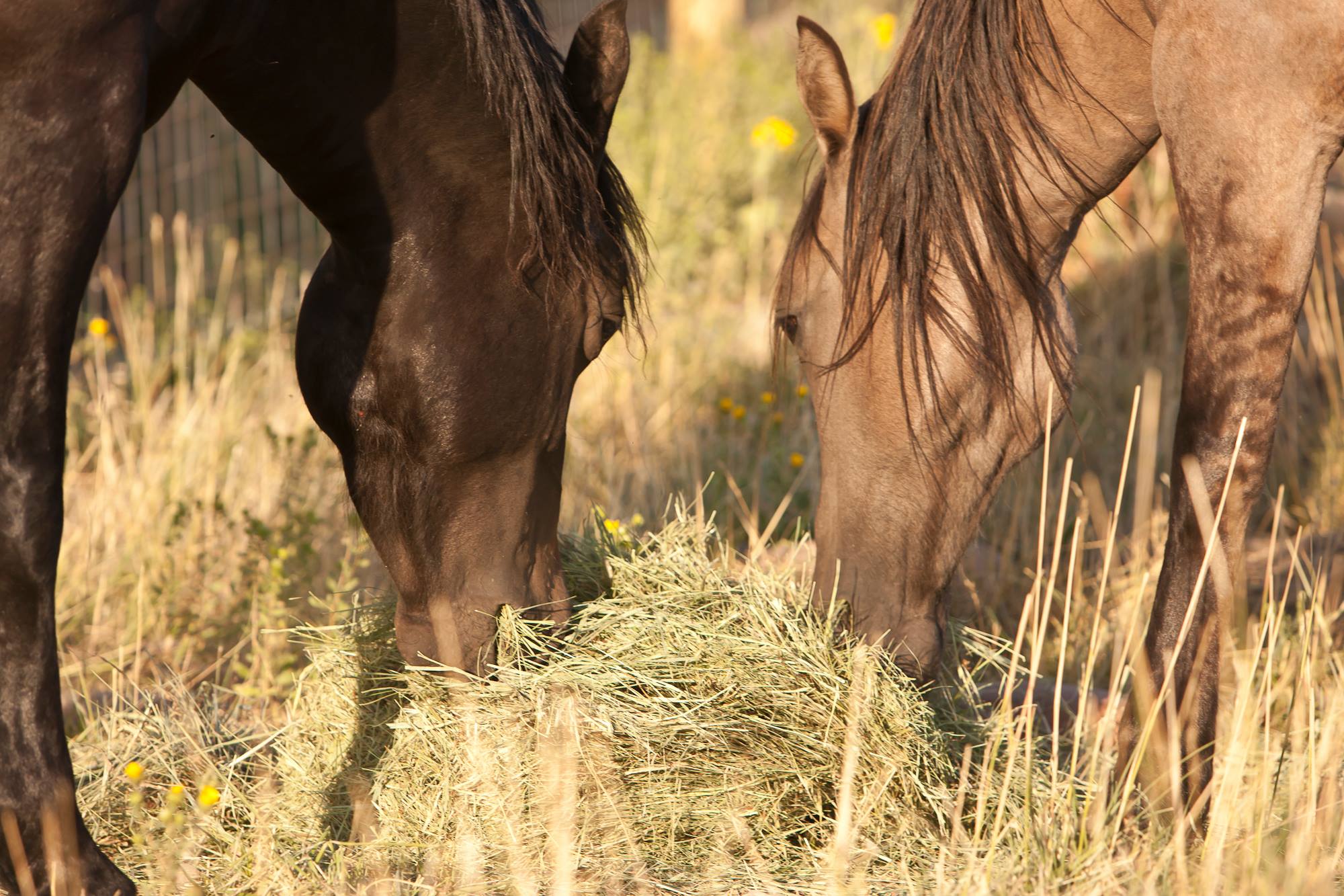 Wild Mustangs at the Wild Heart Sanctuary in Park City.