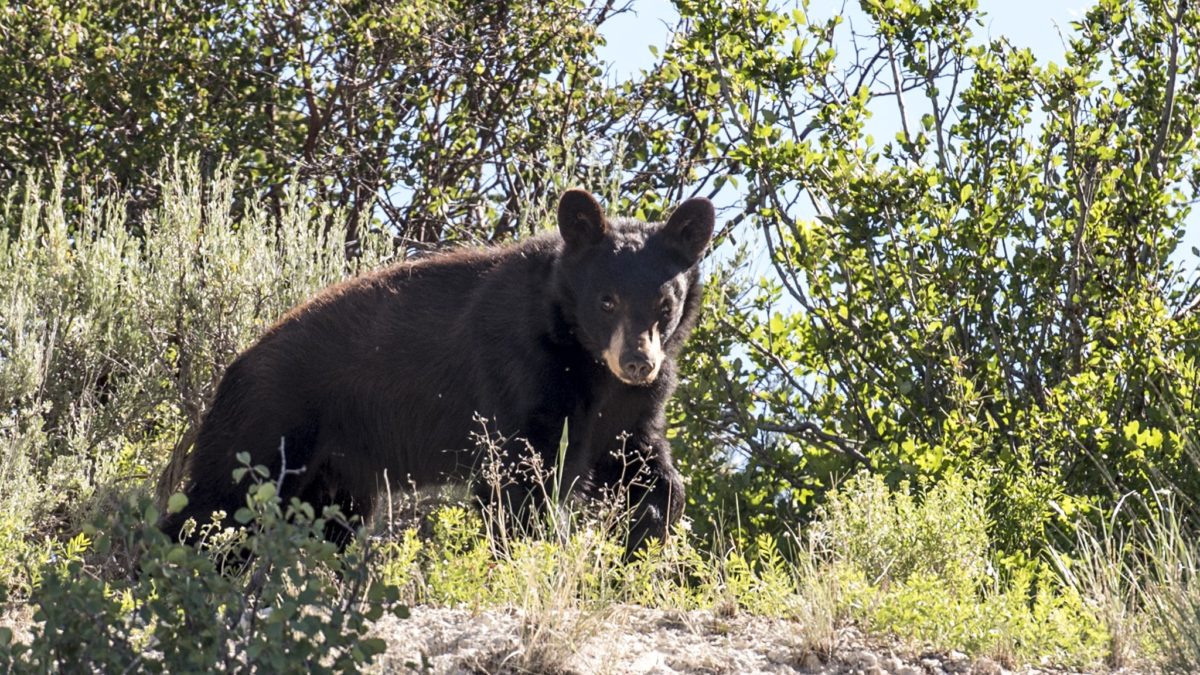 If you come into contact with a black bear, you should stand your ground, back up slowly, and if it attacks, fight back.