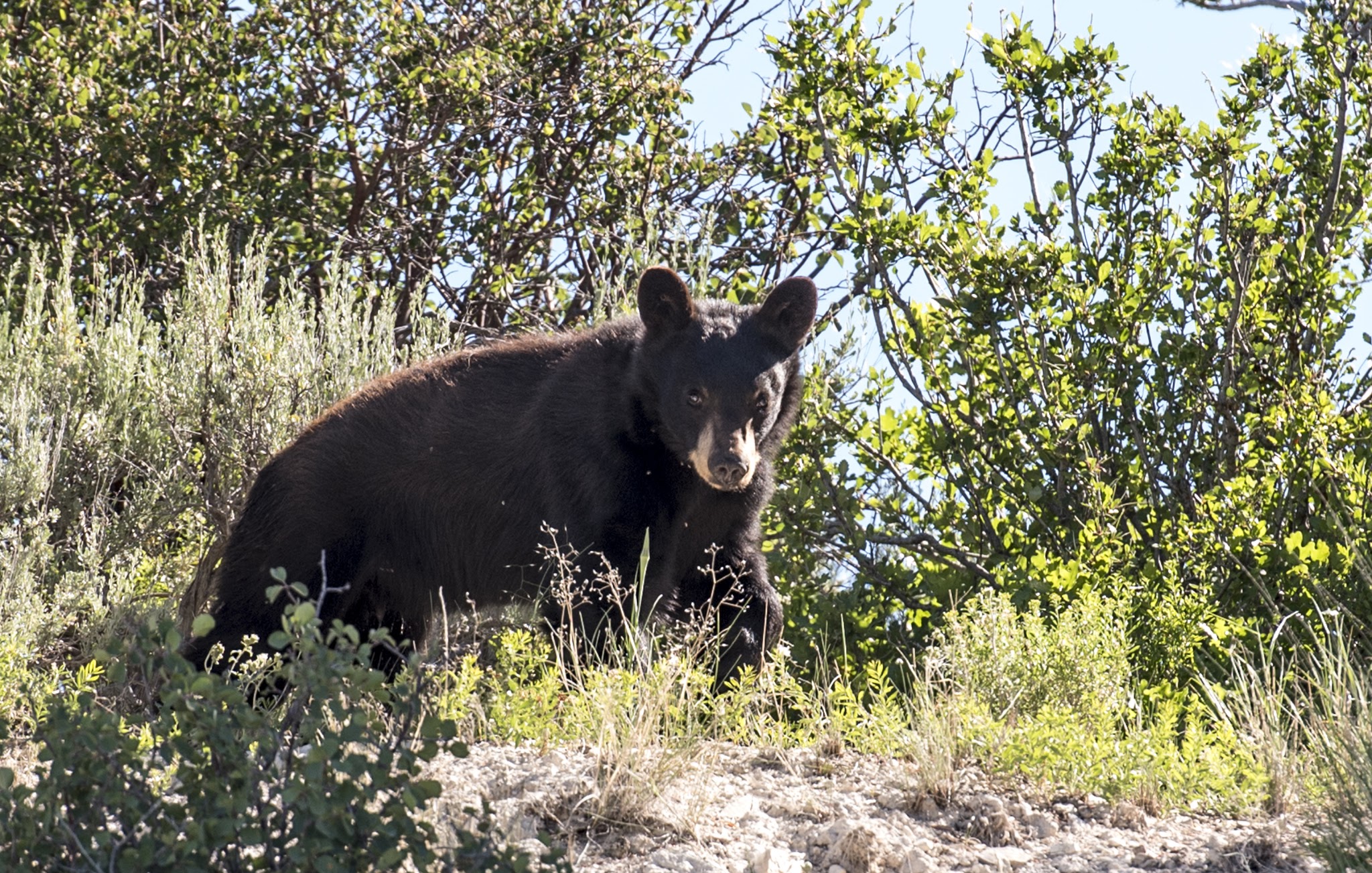 If you come into contact with a black bear, you should stand your ground, back up slowly, and if it attacks, fight back.