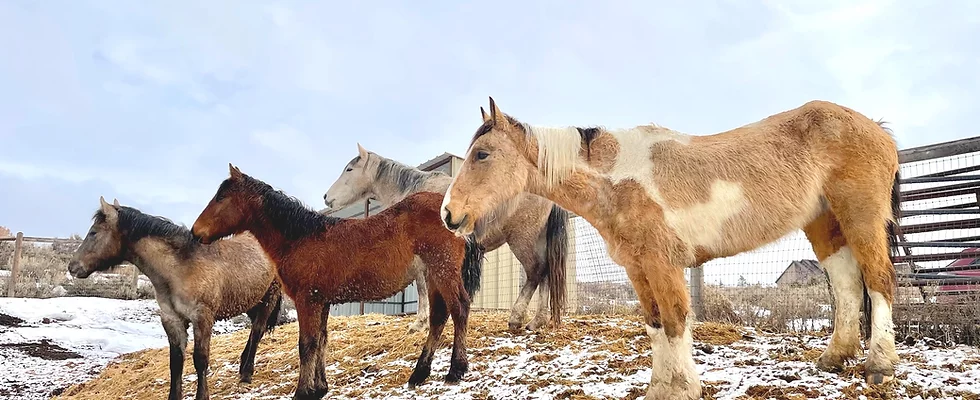 Four newly-adopted wild mustangs from the BLM land to Park City.