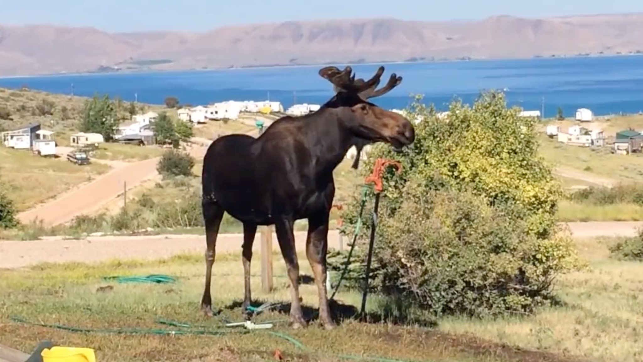 SNAPPED Moose Mooching TownLift, Park City News